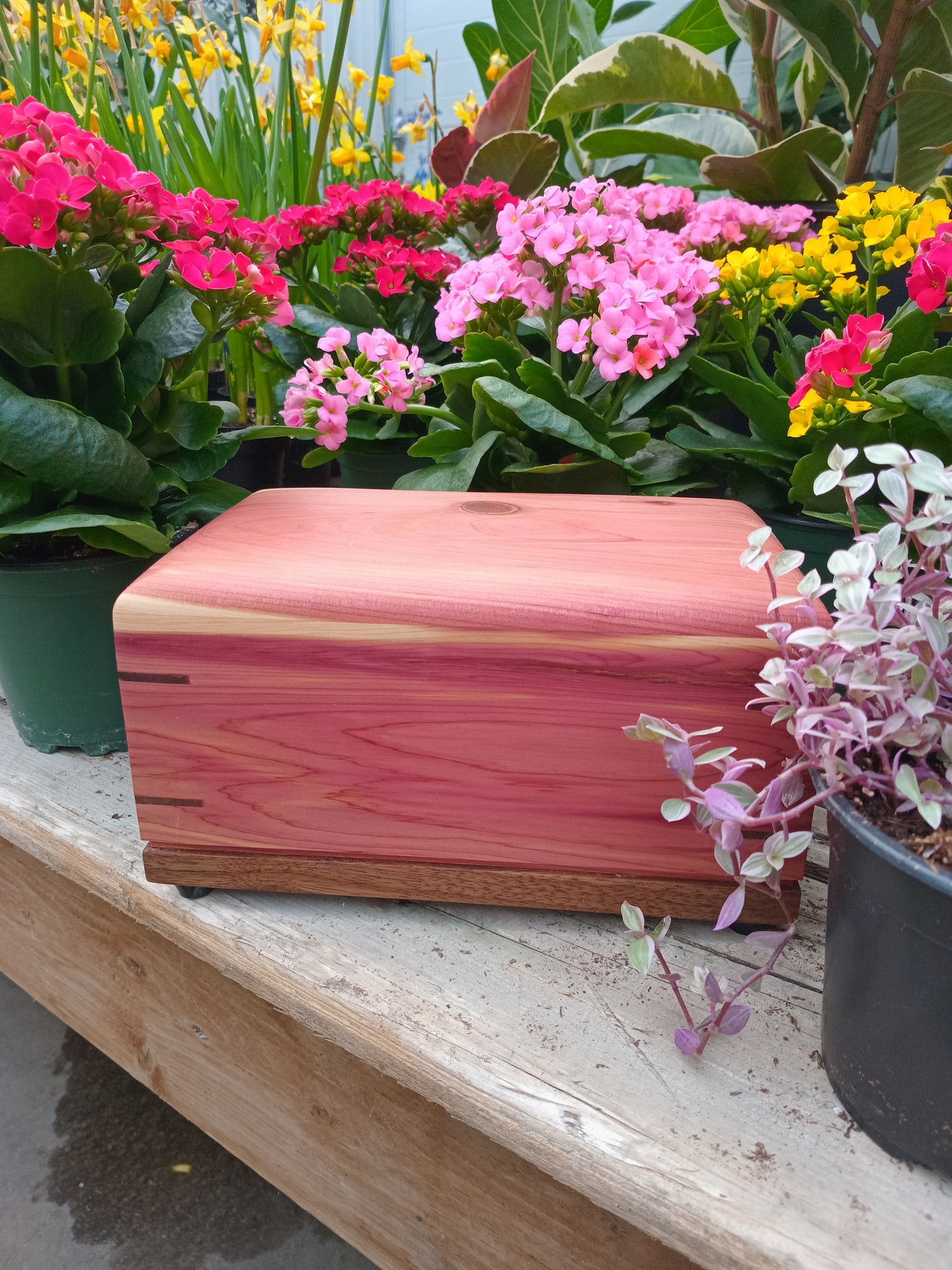 The Red Nebula Woodbox Urn For Ashes